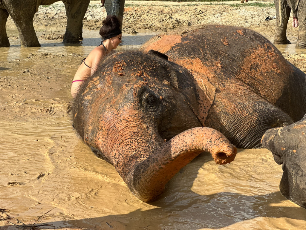 Half day Elephant Sanctuary